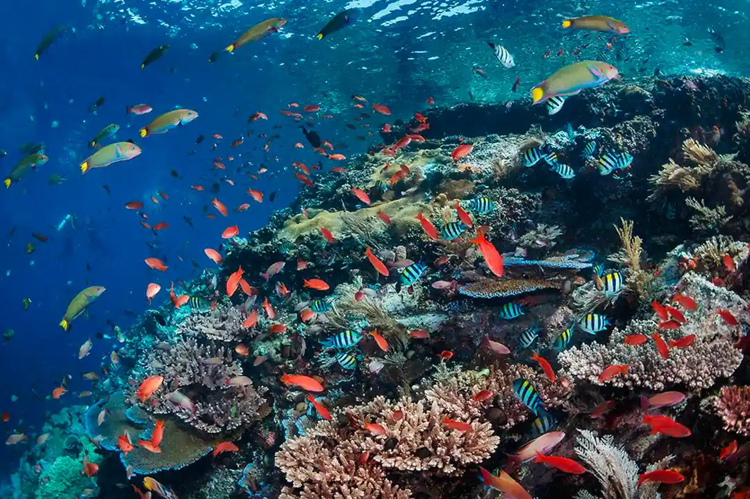 komodo diving