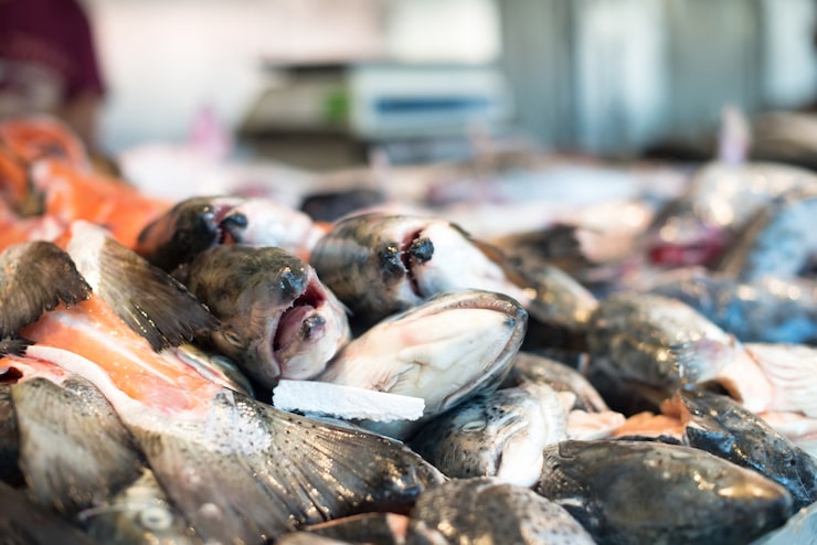 Descubra al mejor exportador de mariscos de Indonesia: atún, pepino de mar, mahi mahi y más con certificación HACCP. Envíos a México, España y todo el mundo.
